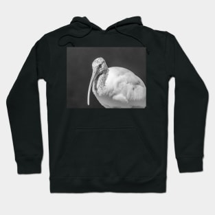 Close up of a black and white Ibis Hoodie